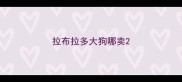 拉布拉多大狗哪卖