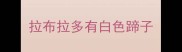 拉布拉多有白色蹄子