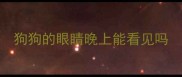 狗狗的眼睛晚上能看见吗