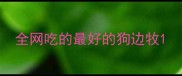 全网吃的最好的狗边牧
