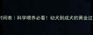 狗狗成年时间表科学喂养必看幼犬到成犬的黄金过渡期全攻略