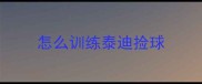 怎么训练泰迪捡球