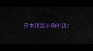 日本银狐小狗价钱