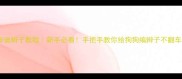 泰迪辫子教程新手必看手把手教你给狗狗编辫子不翻车