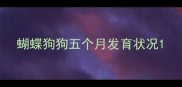 蝴蝶狗狗五个月发育状况