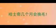 哈士奇几个月会换毛