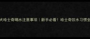 幼犬哈士奇喝水注意事项新手必看哈士奇饮水习惯全