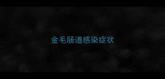 金毛肠道感染症状
