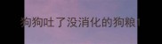 狗狗吐了没消化的狗粮