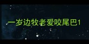 一岁边牧老爱咬尾巴