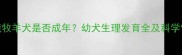7个月边境牧羊犬是否成年幼犬生理发育全及科学饲养指南