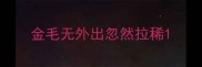 金毛无外出忽然拉稀