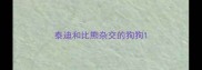 泰迪和比熊杂交的狗狗