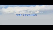 狗狗打了疫苗会拉稀吗