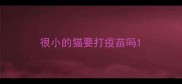 很小的猫要打疫苗吗