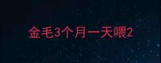 金毛3个月一天喂