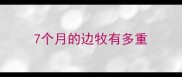 7个月的边牧有多重
