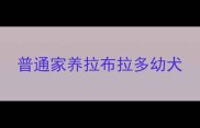 普通家养拉布拉多幼犬