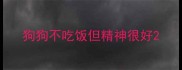狗狗不吃饭但精神很好