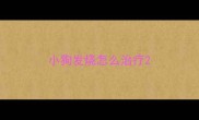 小狗发烧怎么治疗