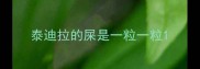 泰迪拉的屎是一粒一粒