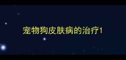 宠物狗皮肤病的治疗