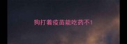 狗打着疫苗能吃药不