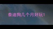 泰迪狗几个月好玩