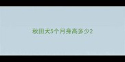 秋田犬5个月身高多少