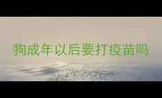 狗成年以后要打疫苗吗