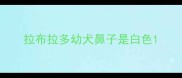 拉布拉多幼犬鼻子是白色