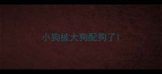 小狗被大狗配狗了