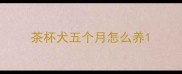 茶杯犬五个月怎么养