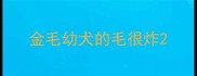 金毛幼犬的毛很炸