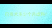 巴哥犬多少个月成熟