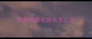 狗狗眼睫毛倒长怎么办