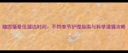 缅因猫最佳溜达时间不同季节护理指南与科学遛猫攻略