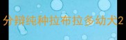 分辩纯种拉布拉多幼犬