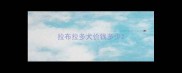 拉布拉多犬价钱多少