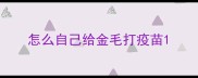 怎么自己给金毛打疫苗