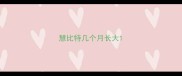 慧比特几个月长大