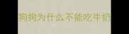 狗狗为什么不能吃牛奶