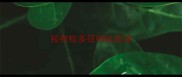 拉布拉多狂叫吐白沫