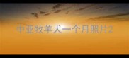 中亚牧羊犬一个月照片