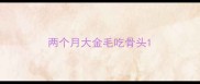 两个月大金毛吃骨头