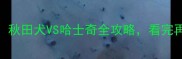养狗必看秋田犬VS哈士奇全攻略看完再选不踩坑