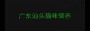 广东汕头猫咪领养