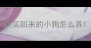 刚买回来的小狗怎么养