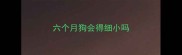 六个月狗会得细小吗