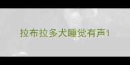 拉布拉多犬睡觉有声